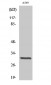 Adiponectin Polyclonal Antibody