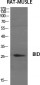 BID Polyclonal Antibody