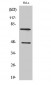 Cleaved-C1s HC (R437) Polyclonal Antibody