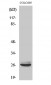 Caspase-14 Polyclonal Antibody