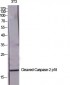 Cleaved-Caspase-2 p18 (G170) Polyclonal Antibody