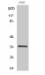 Caspase-3 Polyclonal Antibody