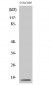 Cleaved-Caspase-3 p17 (D175) Polyclonal Antibody