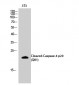 Cleaved-Caspase-4 p20 (Q81) Polyclonal Antibody