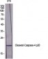 Cleaved-Caspase-4 p20 (Q81) Polyclonal Antibody