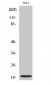 Cleaved-Caspase-5 p20 (D121) Polyclonal Antibody