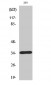 Caspase-7 Polyclonal Antibody