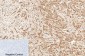 Caspase-7 Polyclonal Antibody