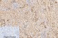 Caspase-7 Polyclonal Antibody