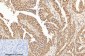 Caspase-7 Polyclonal Antibody