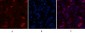 Caspase-7 Polyclonal Antibody