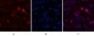 Caspase-7 Polyclonal Antibody