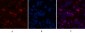 Caspase-7 Polyclonal Antibody