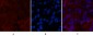 Caspase-7 Polyclonal Antibody