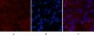 Caspase-7 Polyclonal Antibody