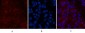 Caspase-7 Polyclonal Antibody