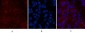 Caspase-7 Polyclonal Antibody