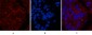 Caspase-7 Polyclonal Antibody