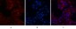 Caspase-7 Polyclonal Antibody