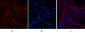 Caspase-7 Polyclonal Antibody