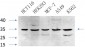 Caspase-7 Polyclonal Antibody