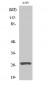 Cleaved-Cathepsin D HC (L169) Polyclonal Antibody