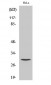 Cleaved-Cathepsin L1 HC (T288) Polyclonal Antibody