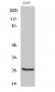 Cleaved-Cathepsin Z (L62) Polyclonal Antibody