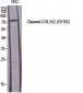 Cleaved-COL1A2 (G1102) Polyclonal Antibody