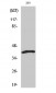 ICAD Polyclonal Antibody