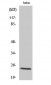 Cleaved-KLK8 (V33) Polyclonal Antibody