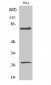 Cleaved-Lamin A (D230) Polyclonal Antibody