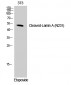 Cleaved-Lamin A (N231) Polyclonal Antibody