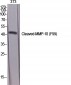 Cleaved-MMP-10 (F99) Polyclonal Antibody