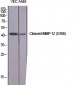 Cleaved-MMP-12 (G106) Polyclonal Antibody