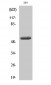 Cleaved-MMP-14 (Y112) Polyclonal Antibody