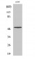 Cleaved-MMP-17 (Q129) Polyclonal Antibody