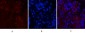 Cleaved-Notch 1 (V1754) Polyclonal Antibody