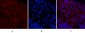 Cleaved-Notch 1 (V1754) Polyclonal Antibody
