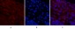 Cleaved-Notch 1 (V1754) Polyclonal Antibody