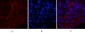 Cleaved-Notch 1 (V1754) Polyclonal Antibody