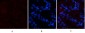 Cleaved-Notch 2 (D1733) Polyclonal Antibody
