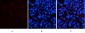 Cleaved-Notch 2 (D1733) Polyclonal Antibody