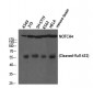 Cleaved-Notch 4 (V1432) Polyclonal Antibody