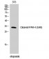 Cleaved-PAR-4 (G48) Polyclonal Antibody