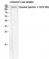 Cleaved-Spectrin α II (D1185) Polyclonal Antibody