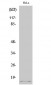 Cleaved-SUMO-2/3 (G93) Polyclonal Antibody