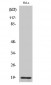 Cleaved-Thrombin APII (R327) Polyclonal Antibody