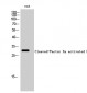 Cleaved-Factor Xa activated HC (I235) Polyclonal Antibody