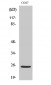 Cleaved-Integrin α7 LC (E959) Polyclonal Antibody